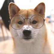 颜狗