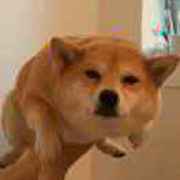 沵旳沋傷莪螚慬