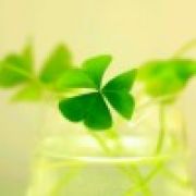 小径分岔的花原