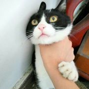 阿尔托莉雅.D.潘德拉贡