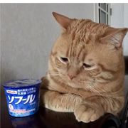 遇事不决黄焖鸡