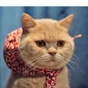 不出龙渊就弃游