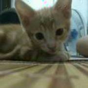 我想要一颗橘子