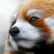 林生