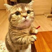 欧皇念丶波大人