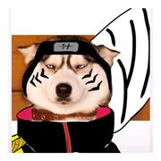 (｢･ω･)｢投篮…((o))