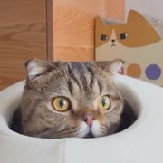 你这个屁猫🐱