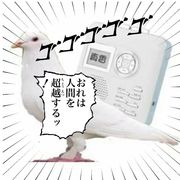 合湾芷樱