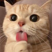 魔狼王子爱逗鸟。