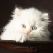 ◆ ゞ           。