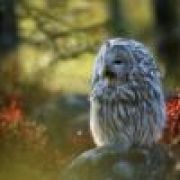 这些年活到狗身上去了？