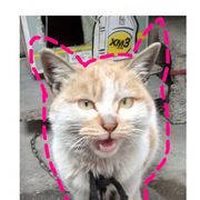 星空下的小猫猫