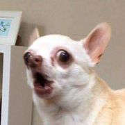 ๑绿山墙的多萝茜๑