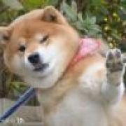 喵！（樱月羽空）