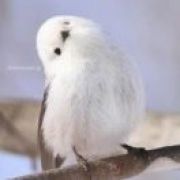 吃货是一个动词