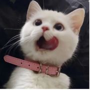 名字越长战力越强