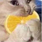 今天吃糖明天胖