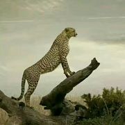 闪电猎豹的宣告