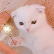 大风中的塑料袋