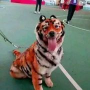 不告诉你我叫什么