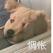 花果山的孙夫人