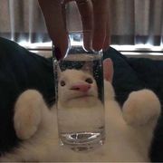 乖巧可爱易揍人