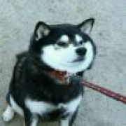 夜来风吹秋木苏