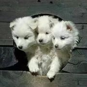 无双上将潘凤在此