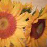 打奥特曼的小怪兽