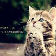 一个游戏白痴