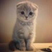 蓝鲸海港小镇╮凉梦”