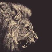 一只又懒又爱玩游戏的狮子