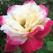 寻芳需过春雨后，小花可人为君开