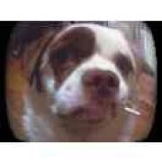 宋晓尾（晓凤也行）