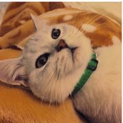 丶Fireu丨c 衔🌠角