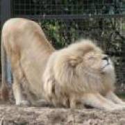 山阴路的梵高先生