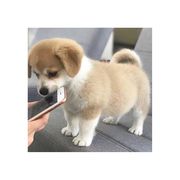 兔子今天吃什么