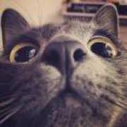 薛定谔丶的猫@