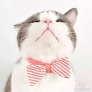 一个具有吸引力的名字