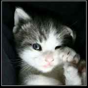 黑芝麻馅的汤圆