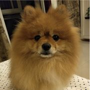 大爷家的毛毛🐶