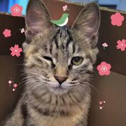 顾少棠＆暮宇春深