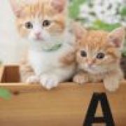 大大小小不一向