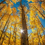 角落里的玫瑰花