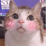 北芪