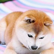因为有悲哀