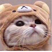 狡兔