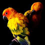 Андрій Гуслів