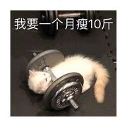 貓王-凱特 《宋》