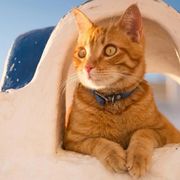 舟上未饮人已醉